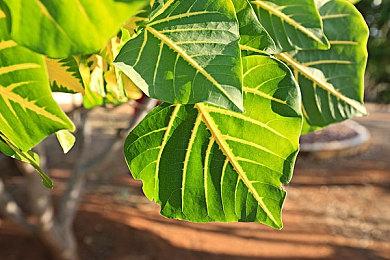 《世界树的迷宫合集复刻版》预告片介绍新特性