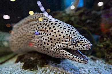 《荒野大镖客2》4K DLSS性能模式 最多可提升45%